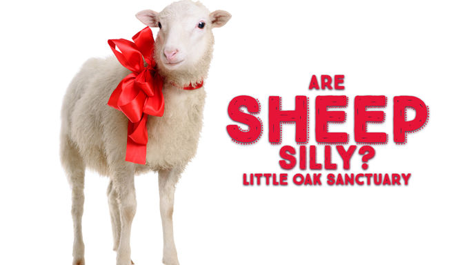 Are Sheep Silly?